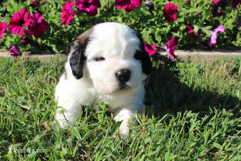 Male 5 – Saint Bernard puppy on hold in Dyersville, IA