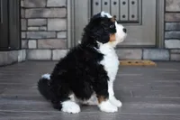 Jester, a male Miniature Bernedoodle for sale in Berlin, OH – 9 of 10