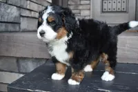 Jett, a male Miniature Bernedoodle for sale in Berlin, OH – 4 of 6
