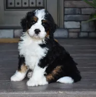 Jester, a male Miniature Bernedoodle for sale in Berlin, OH – 3 of 10