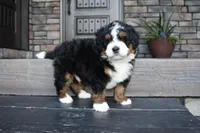 Jett, a male Miniature Bernedoodle for sale in Berlin, OH – 3 of 6