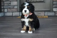 Jodie, a female Miniature Bernedoodle for sale in Berlin, OH – 2 of 7