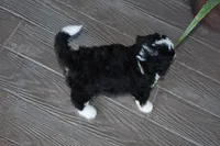 Jester, a male Miniature Bernedoodle for sale in Berlin, OH – 10 of 10