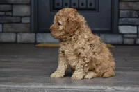Hunter, a male Miniature Goldendoodle for sale in Berlin, OH – Photo 6 of 7