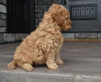 Hunter, a male Miniature Goldendoodle for sale in Berlin, OH – Photo 2 of 7