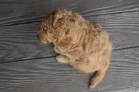 Hunter, a male Miniature Goldendoodle for sale in Berlin, OH – Photo 7 of 7