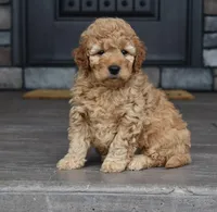 Hunter, a male Miniature Goldendoodle for sale in Berlin, OH – Photo 4 of 7