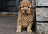 Hunter, a male Miniature Goldendoodle for sale in Berlin, OH – Photo 5 of 7