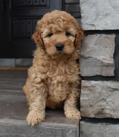 Hunter, a male Miniature Goldendoodle for sale in Berlin, OH – Photo 1 of 7
