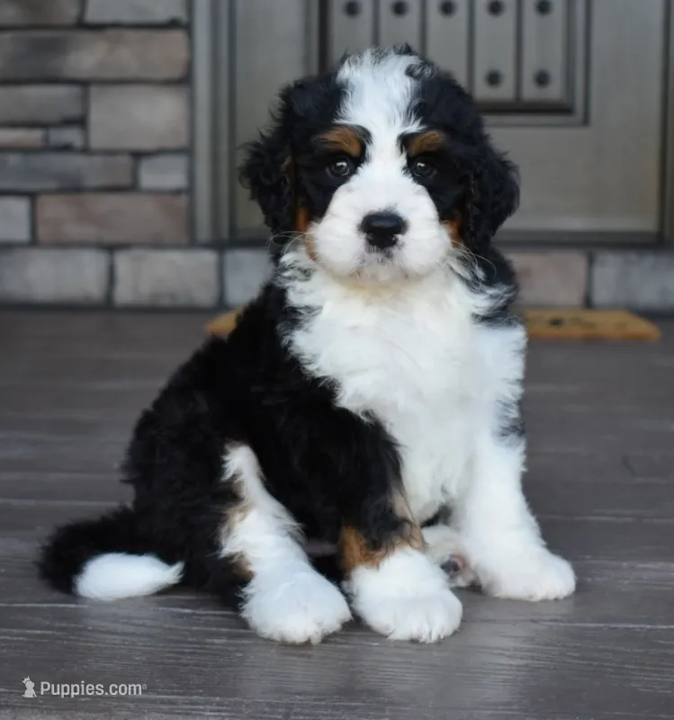 Jester – Miniature Bernedoodle puppy for sale in Berlin, OH