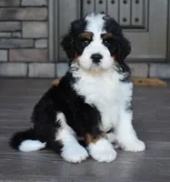 Jester, a male Miniature Bernedoodle for sale in Berlin, OH – 1 of 10