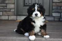 Jett, a male Miniature Bernedoodle for sale in Berlin, OH – 1 of 6