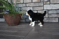 Jester, a male Miniature Bernedoodle for sale in Berlin, OH – 4 of 10