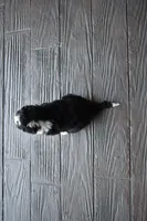 Jewel, a female Miniature Bernedoodle for sale in Berlin, OH – 4 of 4