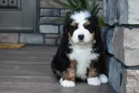Jax, a male Miniature Bernedoodle for sale in Berlin, OH – 5 of 6