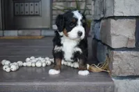 Jewel, a female Miniature Bernedoodle for sale in Berlin, OH – 2 of 4