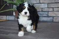 Jester, a male Miniature Bernedoodle for sale in Berlin, OH – 2 of 10