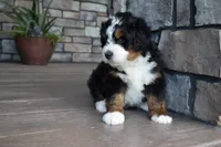 Jett, a male Miniature Bernedoodle for sale in Berlin, OH – 2 of 6