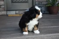 Jax, a male Miniature Bernedoodle for sale in Berlin, OH – 4 of 6