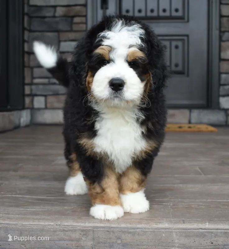 Jax – Miniature Bernedoodle puppy for sale in Berlin, OH