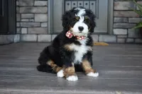 Jodie, a female Miniature Bernedoodle for sale in Berlin, OH – 6 of 7