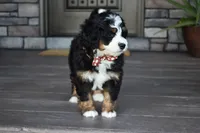 Jodie, a female Miniature Bernedoodle for sale in Berlin, OH – 3 of 7