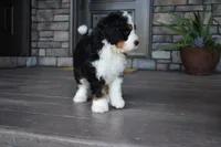 Jester, a male Miniature Bernedoodle for sale in Berlin, OH – 8 of 10