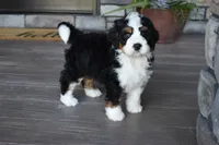 Jester, a male Miniature Bernedoodle for sale in Berlin, OH – 7 of 10