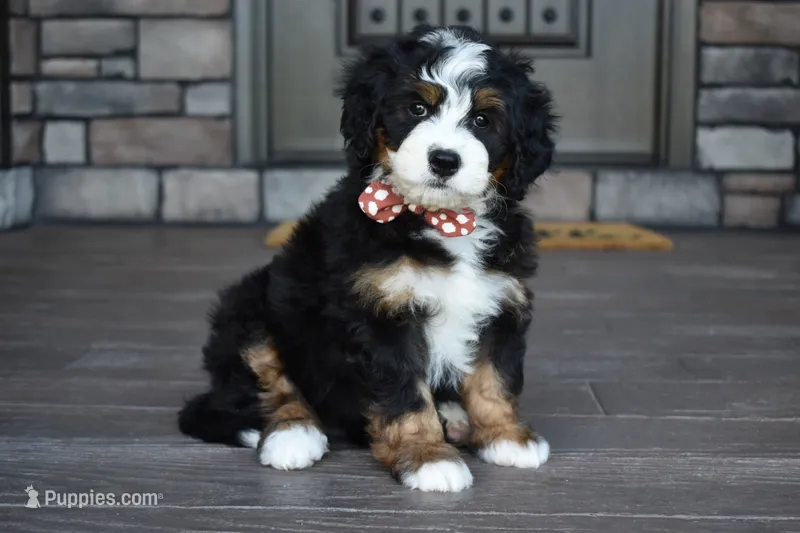 Jodie – Miniature Bernedoodle puppy for sale in Berlin, OH