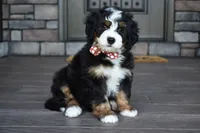 Jodie, a female Miniature Bernedoodle for sale in Berlin, OH – 1 of 7