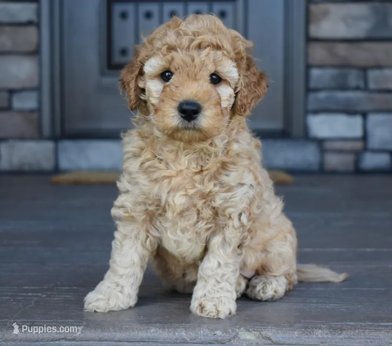River, a male Miniature Goldendoodle for sale in Berlin, OH – Photo 1 of 8