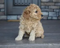 River, a male Miniature Goldendoodle for sale in Berlin, OH – Photo 5 of 8