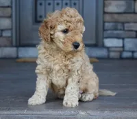 River, a male Miniature Goldendoodle for sale in Berlin, OH – Photo 2 of 8