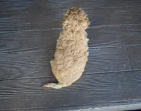 River, a male Miniature Goldendoodle for sale in Berlin, OH – Photo 8 of 8