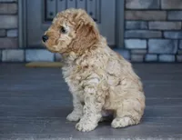 River, a male Miniature Goldendoodle for sale in Berlin, OH – Photo 7 of 8