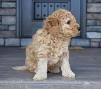River, a male Miniature Goldendoodle for sale in Berlin, OH – Photo 4 of 8