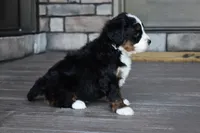 Jewel, a female Miniature Bernedoodle for sale in Berlin, OH – 3 of 4