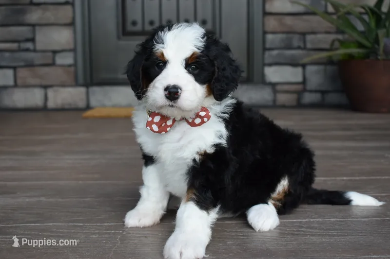 Jazzie – Miniature Bernedoodle puppy for sale in Berlin, OH