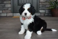 Jazzie, a female Miniature Bernedoodle for sale in Berlin, OH – 1 of 7