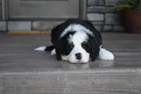 Jazzie, a female Miniature Bernedoodle for sale in Berlin, OH – 7 of 7