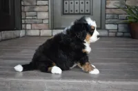 Jax, a male Miniature Bernedoodle for sale in Berlin, OH – 3 of 6