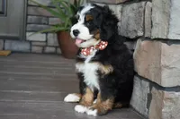 Jodie, a female Miniature Bernedoodle for sale in Berlin, OH – 5 of 7