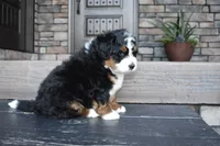 Jett, a male Miniature Bernedoodle for sale in Berlin, OH – 5 of 6