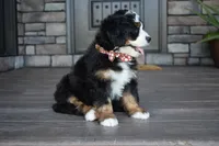 Jodie, a female Miniature Bernedoodle for sale in Berlin, OH – 7 of 7