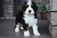Jester, a male Miniature Bernedoodle for sale in Berlin, OH – 5 of 10