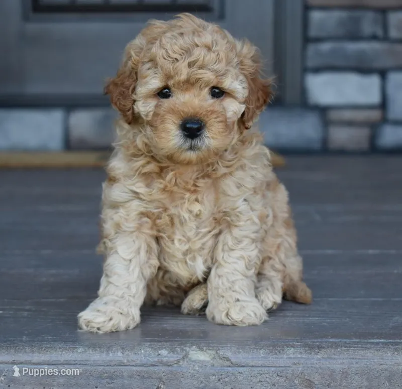Reed , a male Miniature Goldendoodle for sale in Berlin, OH – Photo 1 of 7