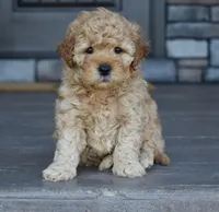 Reed , a male Miniature Goldendoodle for sale in Berlin, OH – Photo 1 of 7