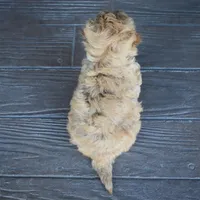 Reed , a male Miniature Goldendoodle for sale in Berlin, OH – Photo 7 of 7