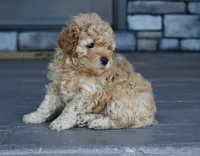Reed , a male Miniature Goldendoodle for sale in Berlin, OH – Photo 4 of 7