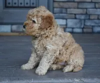Reed , a male Miniature Goldendoodle for sale in Berlin, OH – Photo 5 of 7